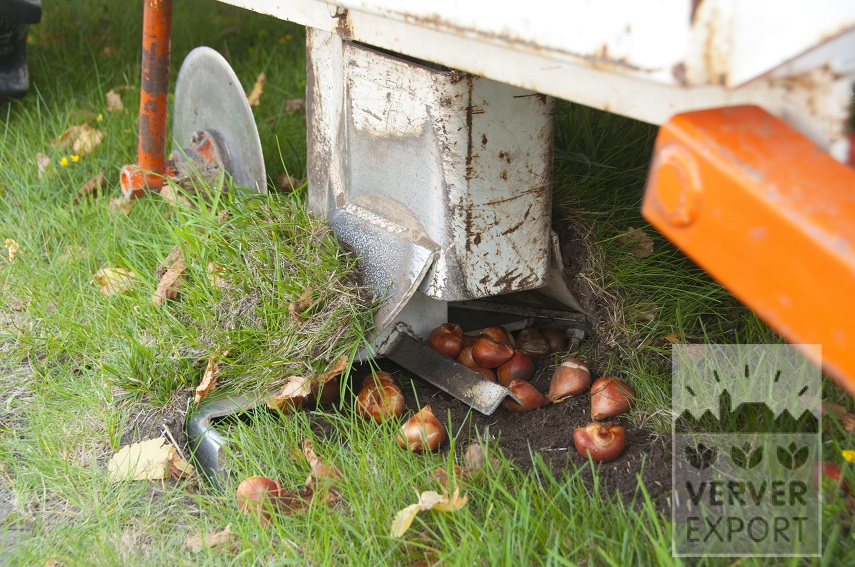 plantation mecanisée bulbs