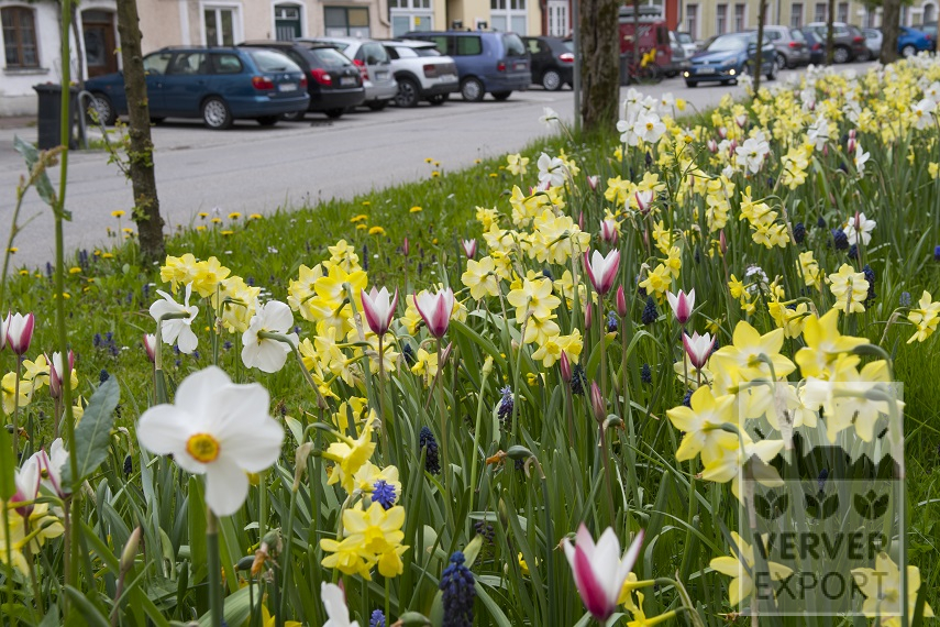 tulipes et narcisses