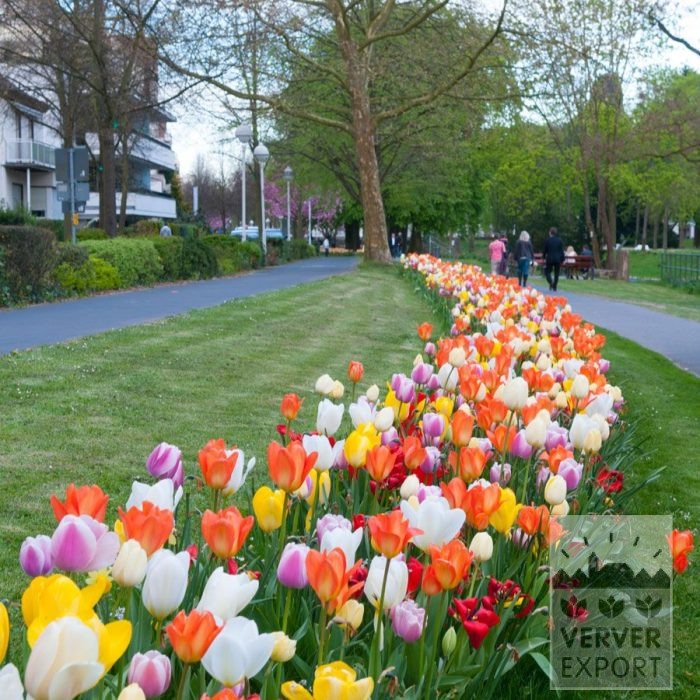 Kits 'Prima Annecy-le-Vieux' © (11142)
