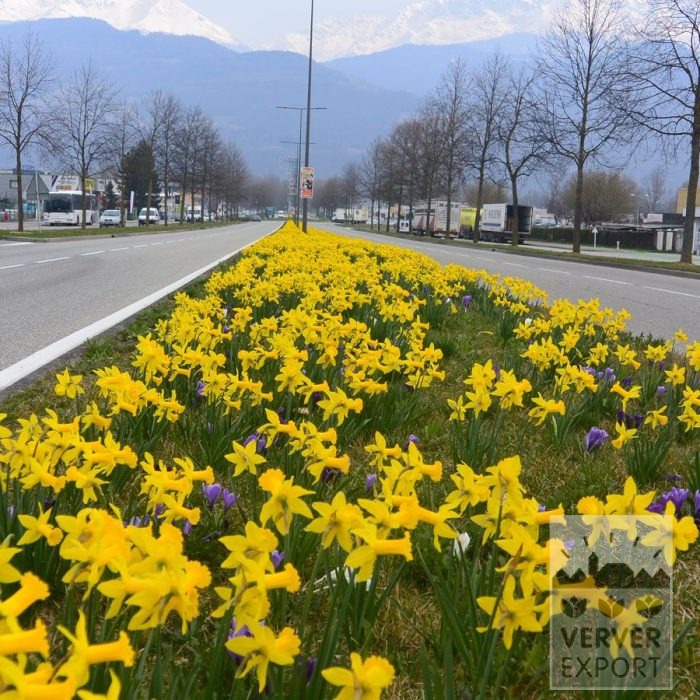 Kits 'Prima Venise des Alpes' © (11182) – Image 3