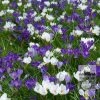Kits 'Nature' © (11190) – Image 2