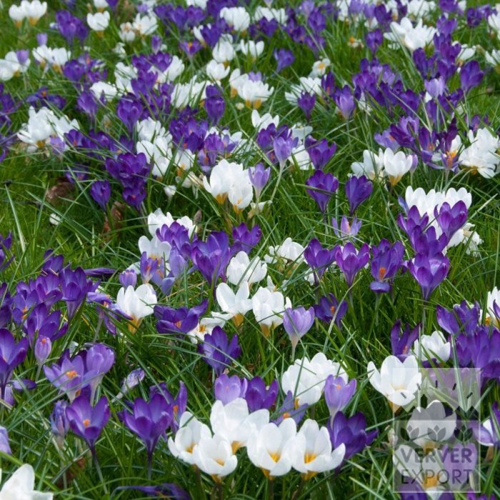 Kits 'Nature' © (11190) – Image 2
