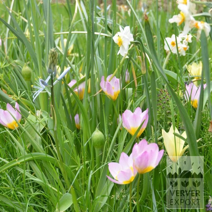 Kits 'Flora Livry-Gargan' © (11381) – Image 2