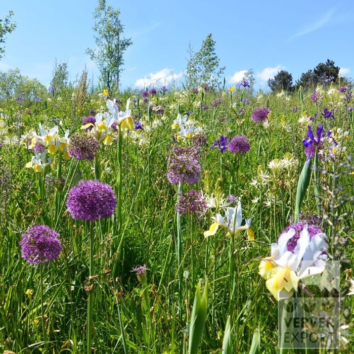 Kits 'Flora Livry-Gargan' © (11381) – Image 4