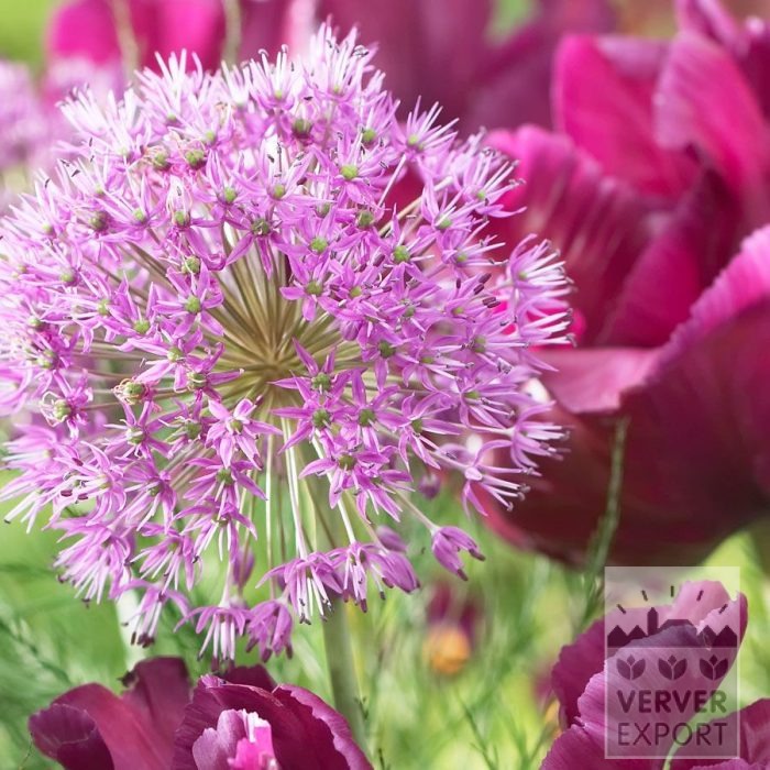 Kits 'Prima Blumberg' © (11649) – Image 3