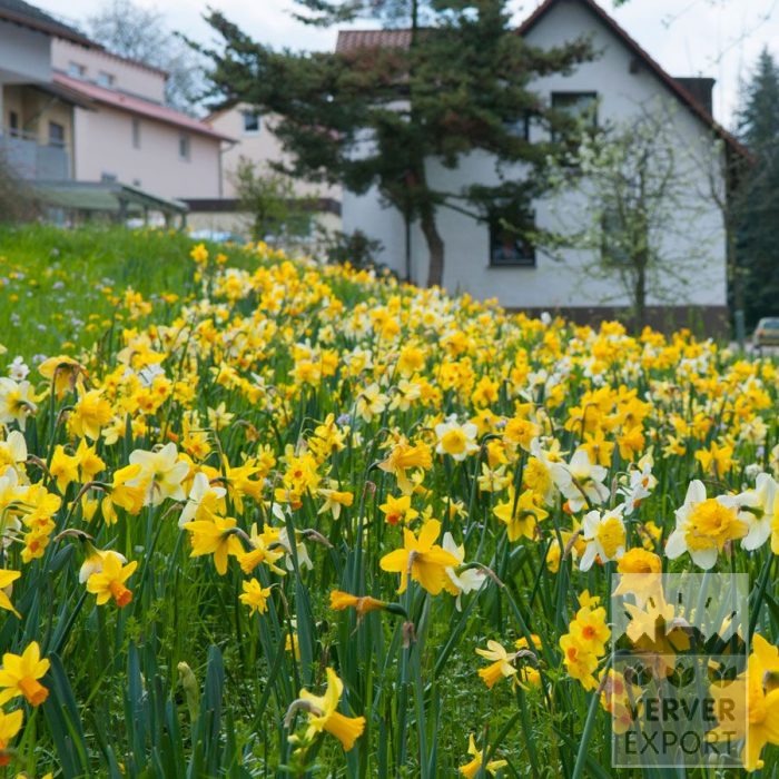 Kits 'Kit Narcisses' © (17003) – Image 2