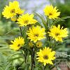 Helianthus tuberosus (28026)