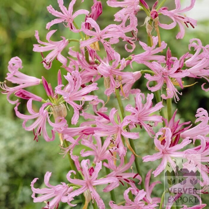 Nerine bowdenii rose (29031)