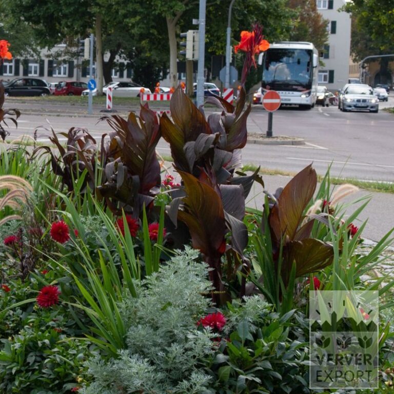 Trams d'Eté Verver 'Rouge Rumble' © / 5 m² (29302) – Image 2