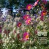 Trams d'Eté Verver 'Papillon Pink Explosion' © / 9 m² (29352) – Image 2