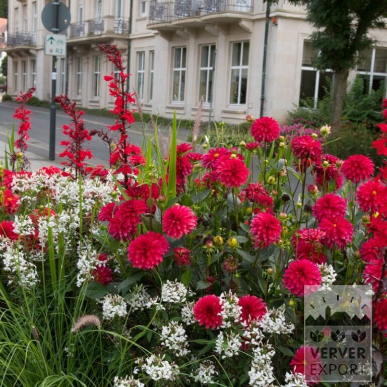 Trams d'Eté Verver 'Red & White Splendour' © / 7 m² (29368) – Image 2