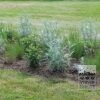 Tram Prairie 'Blackfoot' © / 9 m² (29651) – Image 3