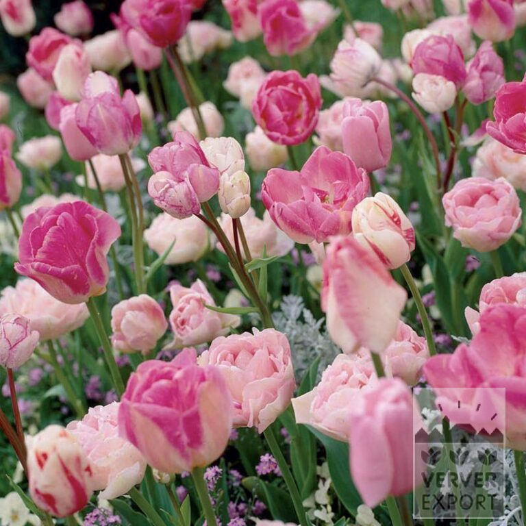 Mélanges Verver 'Pink Mist' © (11090)