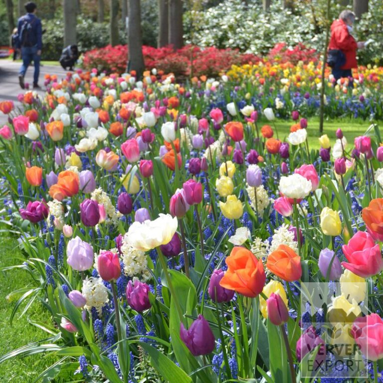 Mélanges Verver 'Spring Fair' © (11584)
