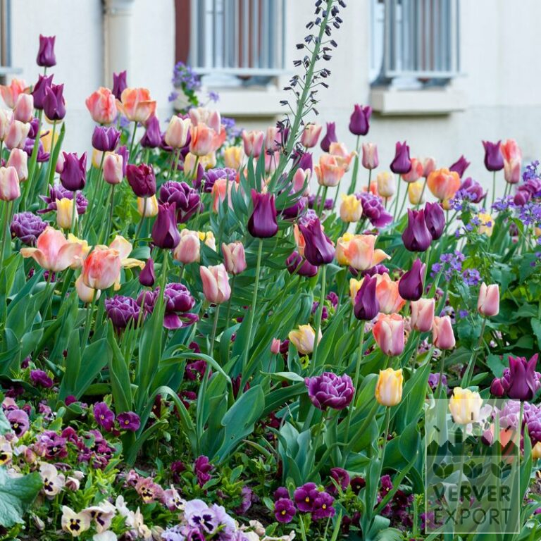 Mélanges Verver 'Purple Haze' © (11585)