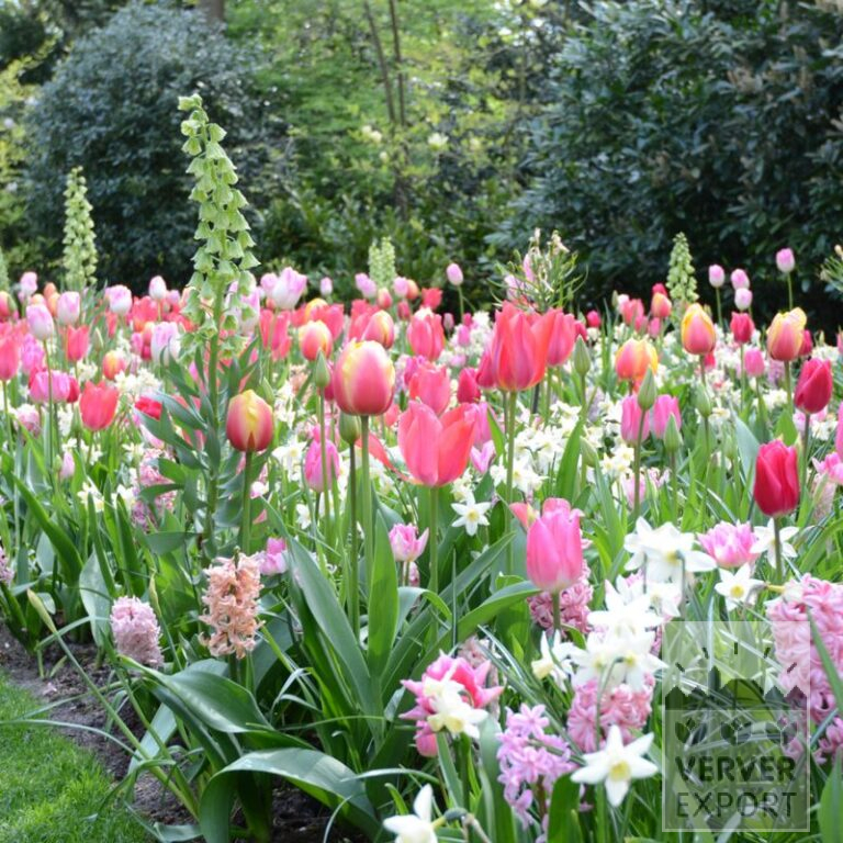 Mélanges Verver 'Sweet Pink' © (11633)