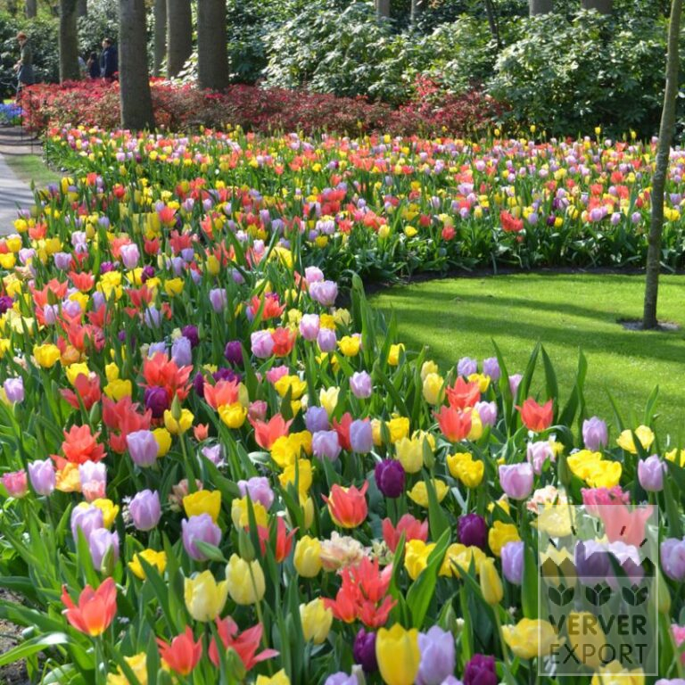 Mélanges Verver 'Bright Blossom' © (11701)