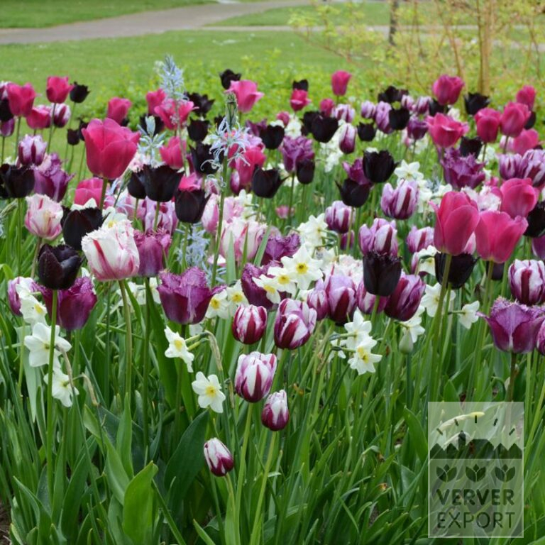 Mélanges Verver 'Purple Kiss' © (11744)