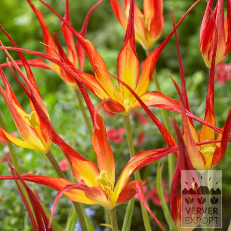 Tulipes acuminata (12001)