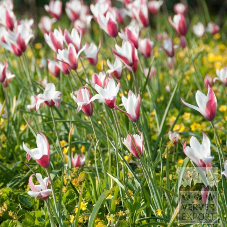 Tulipes clusiana (12005)
