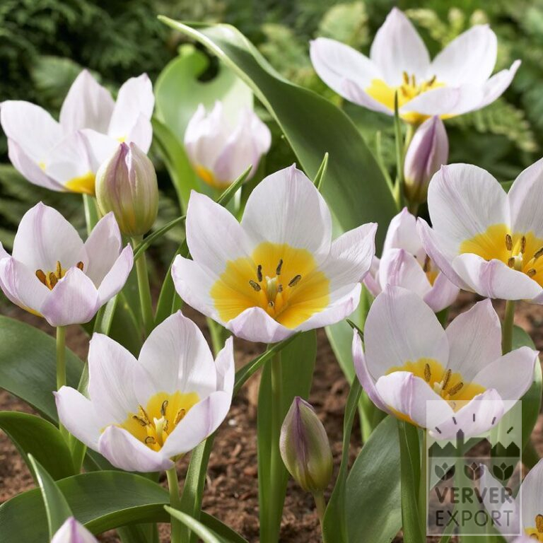 Tulipes bakeri 'Lilac Wonder' (12007)