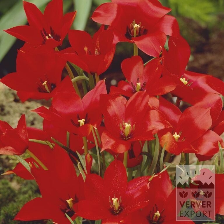 Tulipes linifolia (12008)