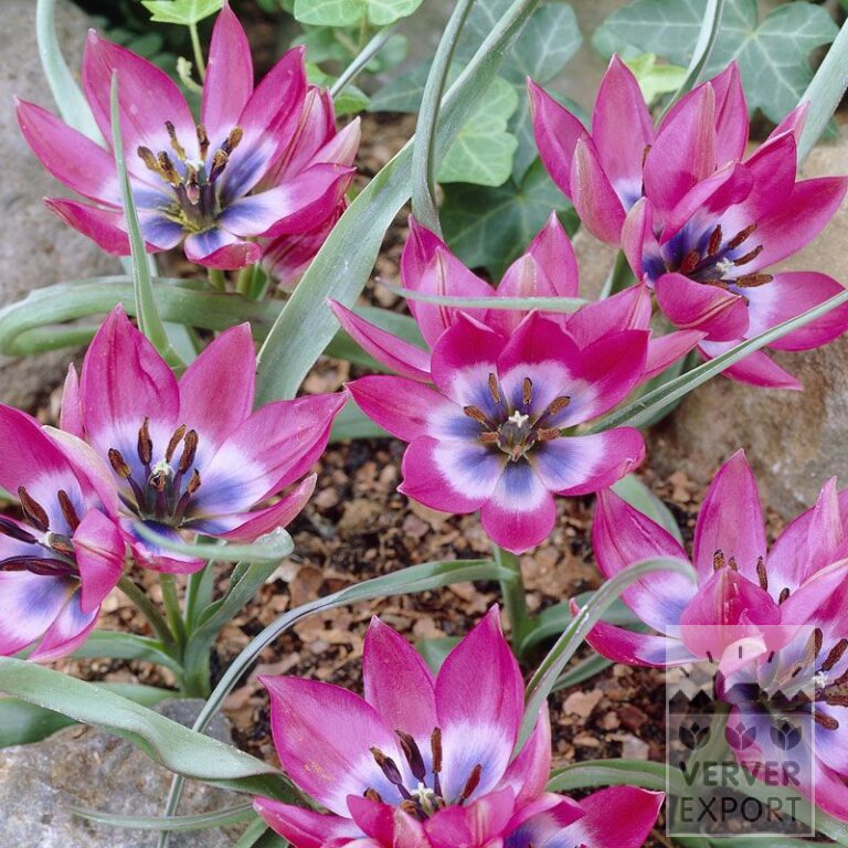 Tulipes 'Little Beauty' (12010)