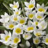 Tulipes polychroma (12011)