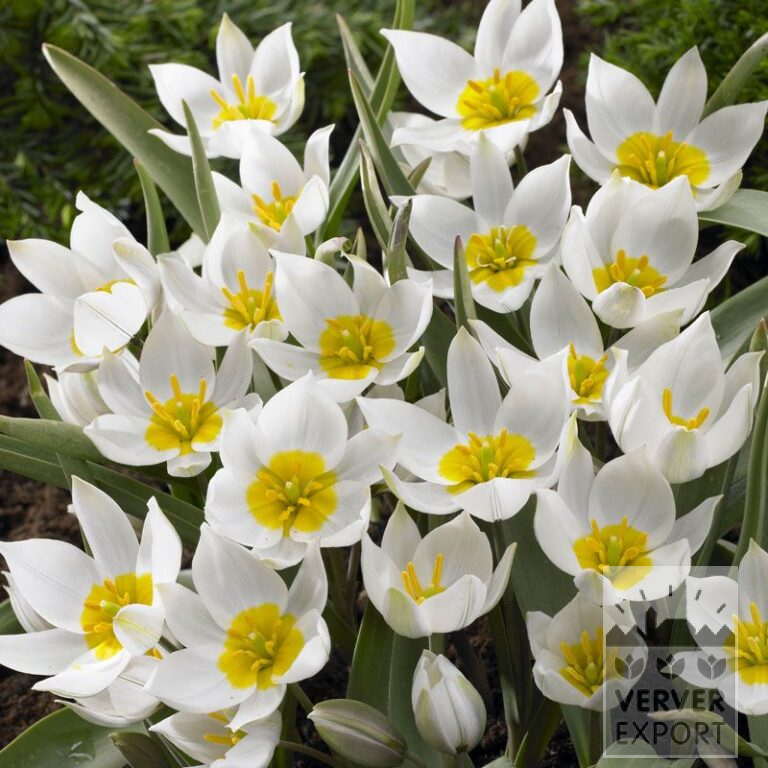 Tulipes polychroma (12011)