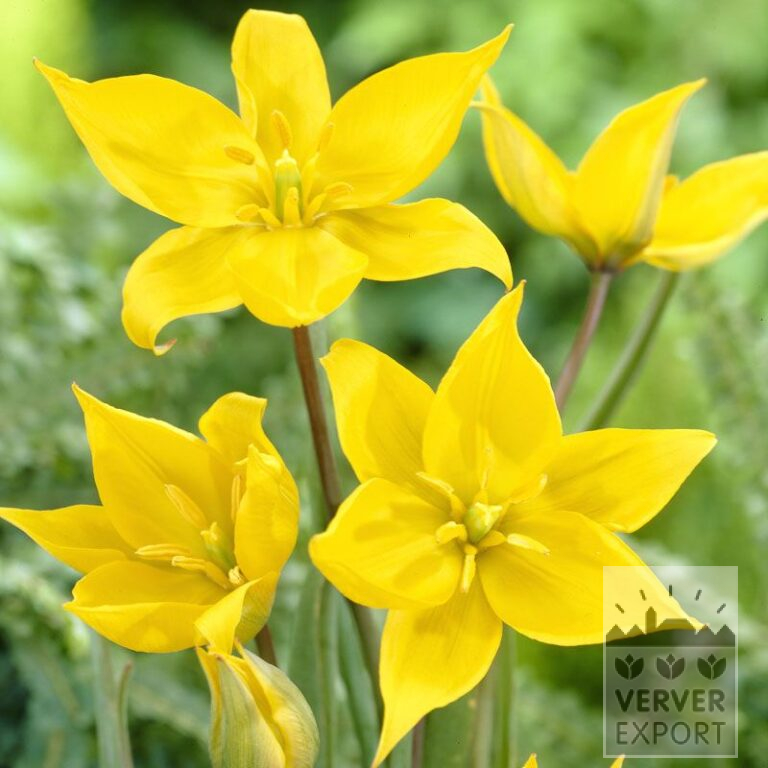 Tulipes sylvestris (12012)