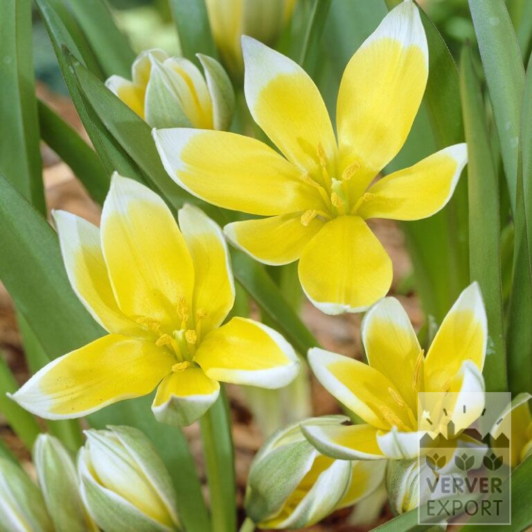 Tulipes tarda (12013)