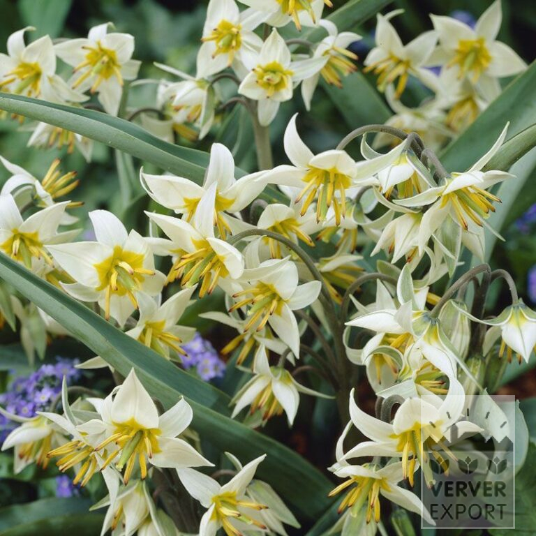 Tulipes turkestanica (12014)