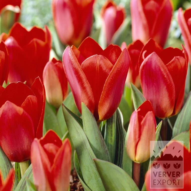 Tulipes 'Showwinner' (12021)