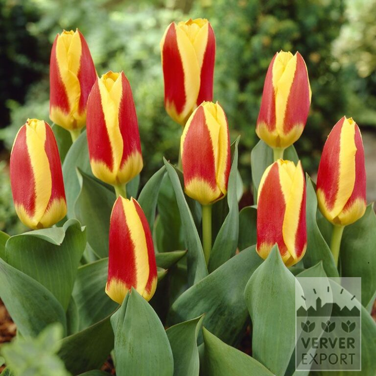 Tulipes 'Stresa' (12022)