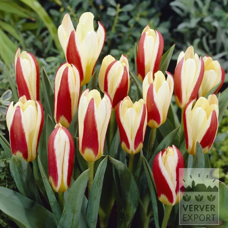 Tulipes 'The First' (12023)