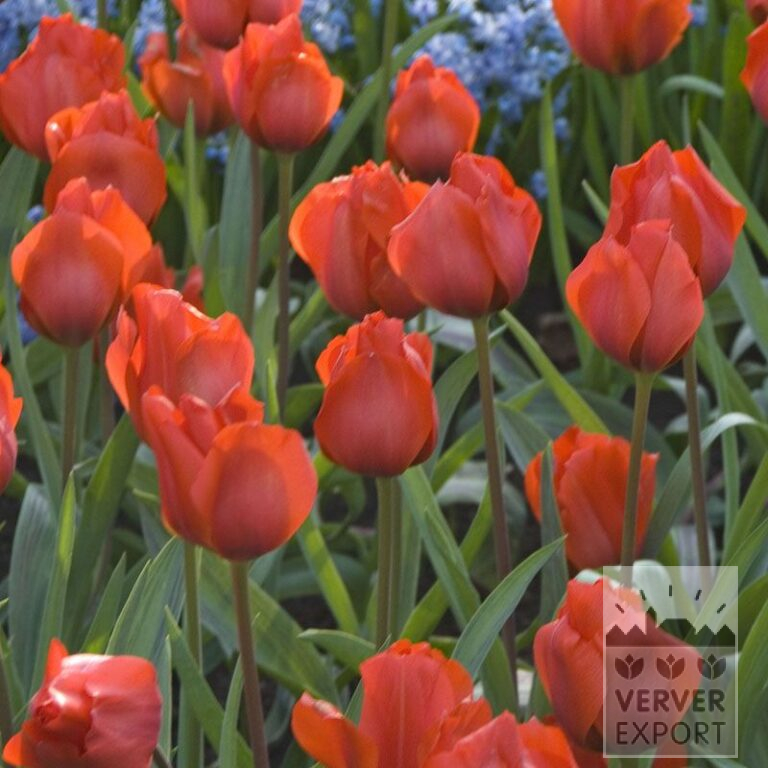 Tulipes 'Bernadette' (12024)