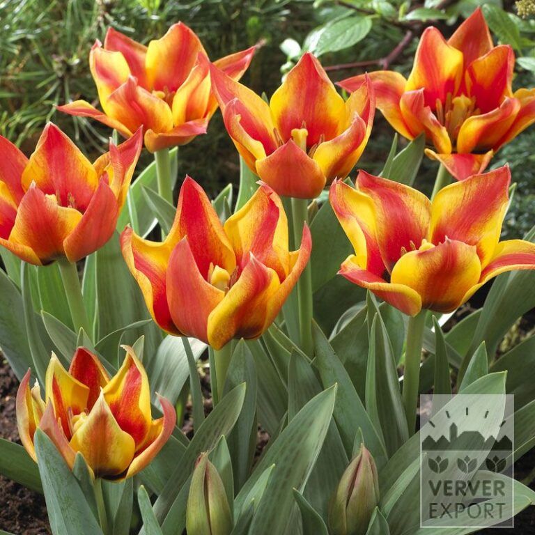 Tulipes 'Cape Cod' (12027)