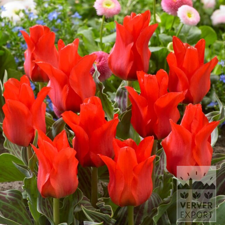 Tulipes 'Chaperon Rouge' (12028)