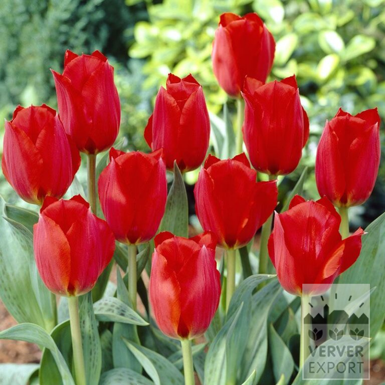 Tulipes 'Grand Prestige' (12033)