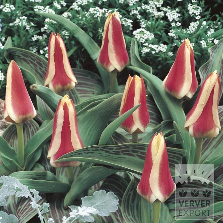 Tulipes 'Mary Ann' (12035)