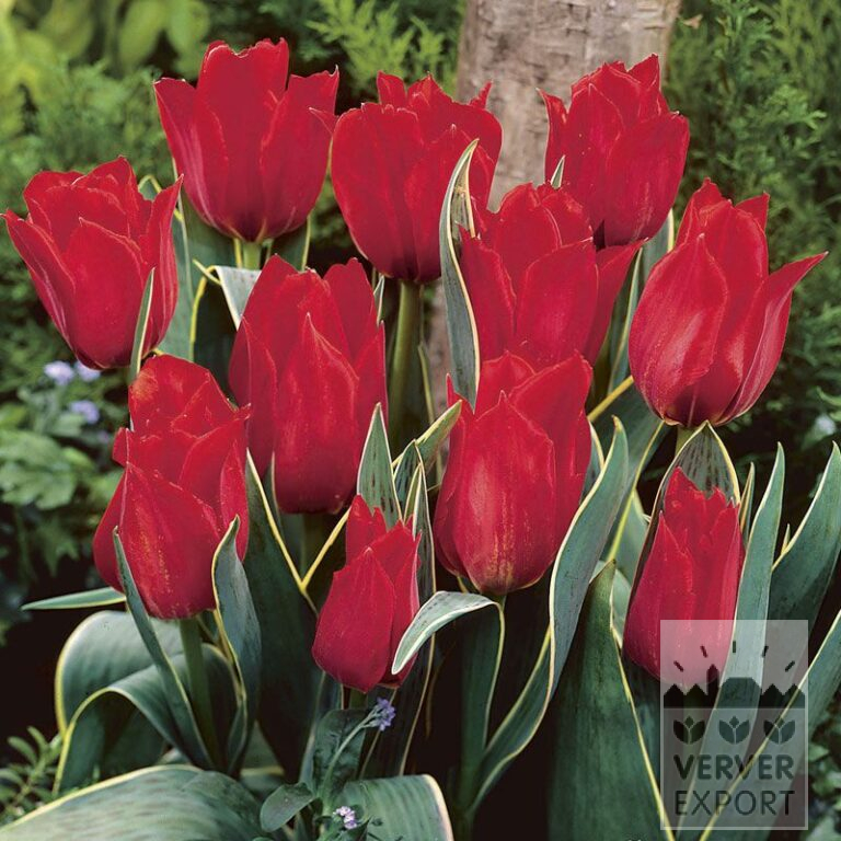 Tulipes 'Mme Corrie' (12037)