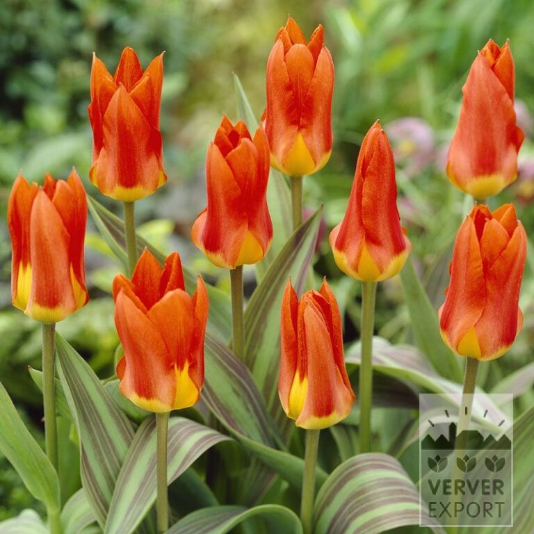 Tulipes 'Juan' (12049)