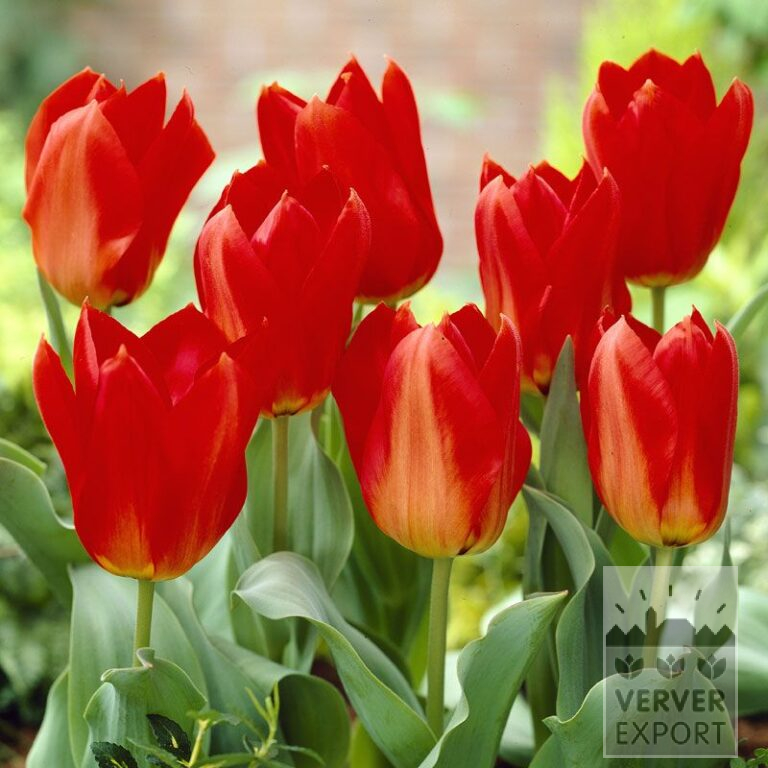 Tulipes 'Princeps' (12052)