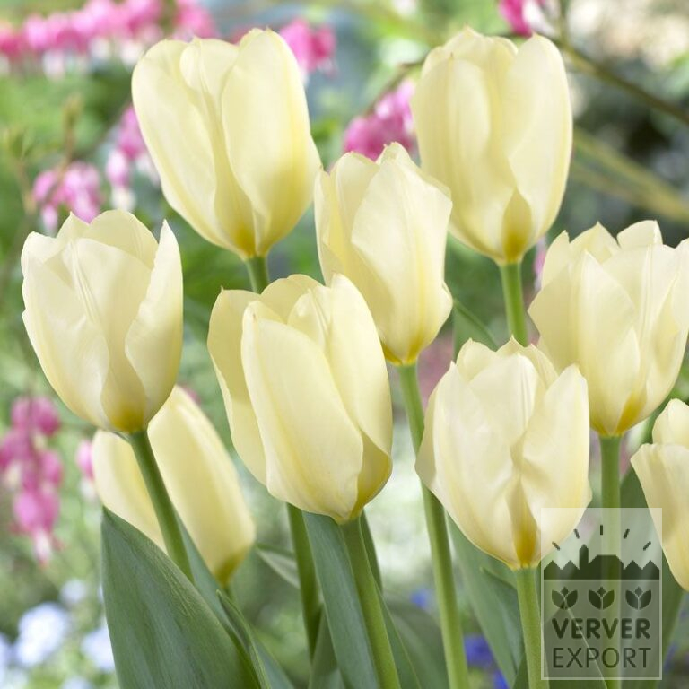 Tulipes 'Purissima' (12053)