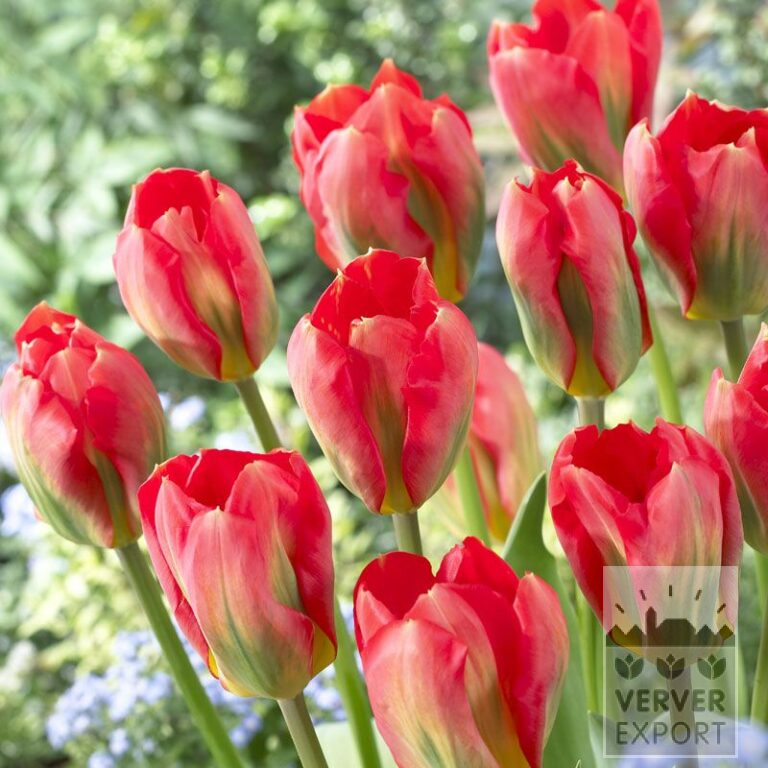Tulipes 'Red Alert' (12056)