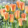 Tulipes 'Apricot Emperor' (12059)
