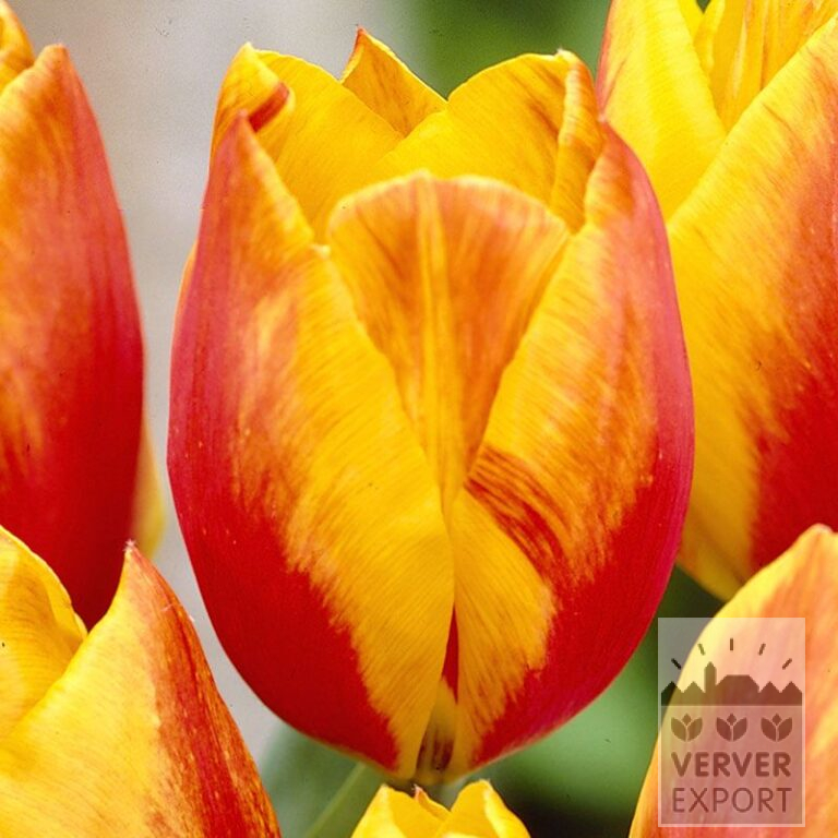 Tulipes 'Flair' (12071)