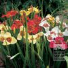 Tigridia pavonia en mélange (28034) – Image 2