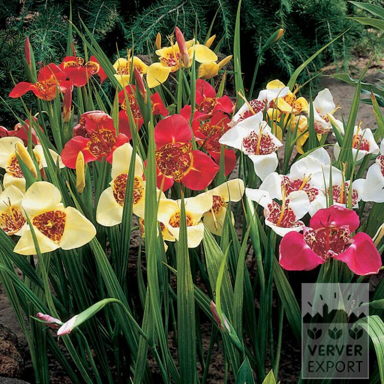 Tigridia pavonia en mélange (28034) – Image 2