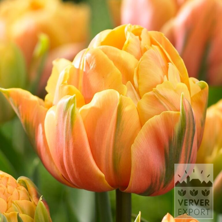 Tulipes 'Freeman' (12083)